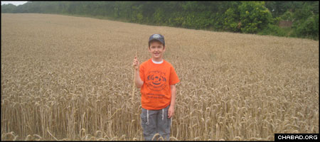 A camper from Gan Israel Chabad-Lubavitch Day Camp of North London explores a field of wheat in the Kent countryside.